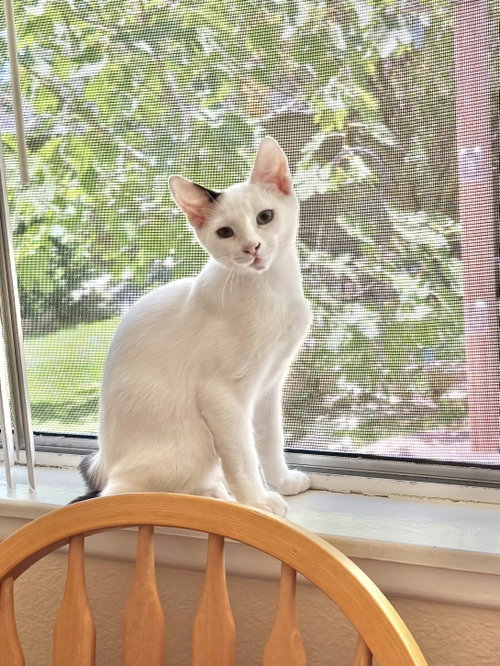 Scoots, an adoptable Turkish Van in Mission Viejo, CA