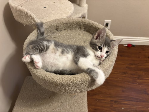 Kitty Joe, an adoptable Tabby in Mission Viejo, CA
