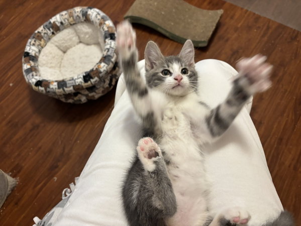 Kitty Joe