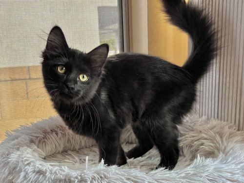 Gin Rummy, an adoptable Bombay in Mission Viejo, CA