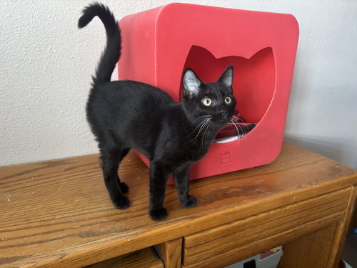 Black Jack, an adoptable Bombay in Mission Viejo, CA