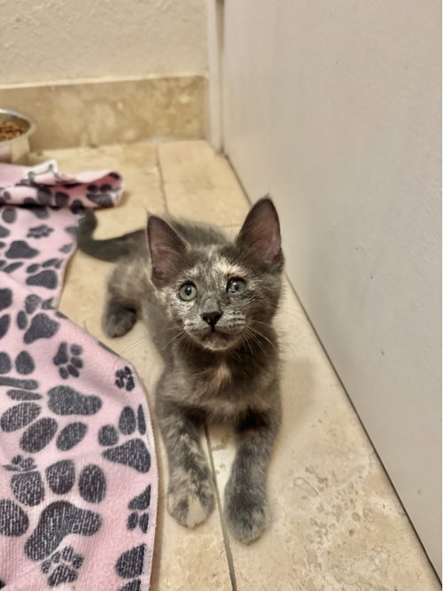 Lemon Drop Martini, an adoptable Dilute Calico in Mission Viejo, CA