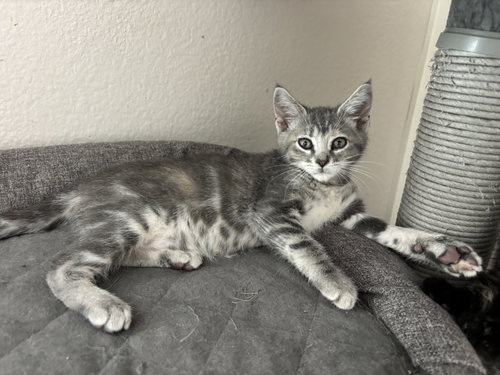 Fresca, an adoptable Tabby in Mission Viejo, CA