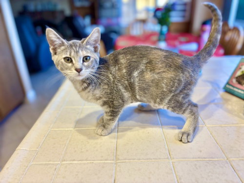 Fresca, Baby Tabby / Torbie / Mixed (short coat), cat for adoption in Carlsbad, California