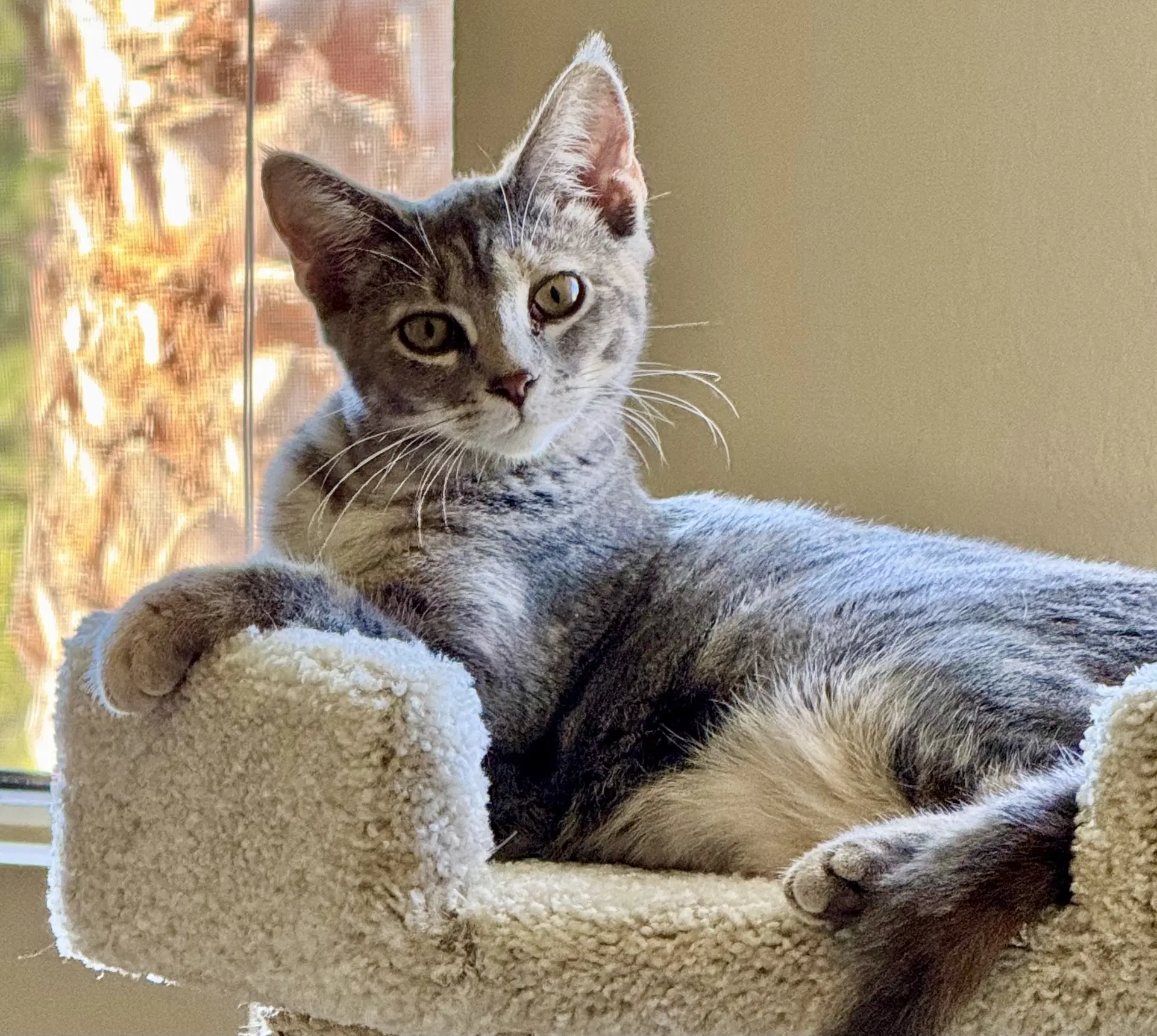 Fresca - Tabby