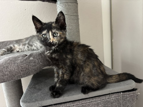 Pepsi, an adoptable Tortoiseshell in Mission Viejo, CA