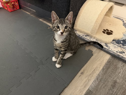 Jasper Smudge, Baby Tabby / Domestic Short Hair / Mixed (short coat), cat for adoption in Paramount, California