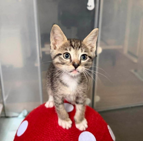 Rocky Road, Baby Tabby / Domestic Short Hair / Mixed (short coat), cat for adoption in Paramount, California