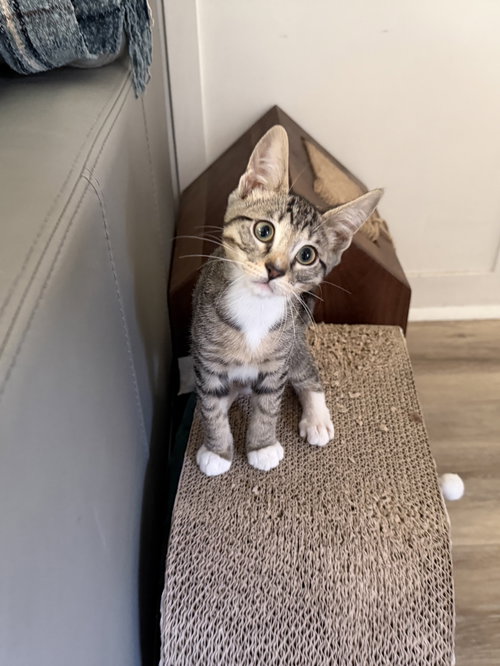 Rocky Road, Baby Tabby / Domestic Short Hair / Mixed (short coat), cat for adoption in Carlsbad, California