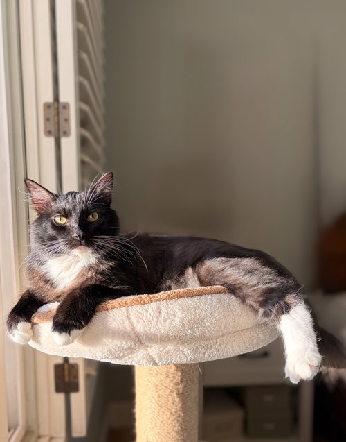 Pizooki, a cat for adoption from Ditto's Rescue, Every Animal Matters