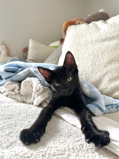 Susu, an adoptable Bombay in Mission Viejo, CA