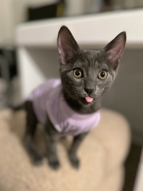 Totoro, an adoptable Russian Blue in Mission Viejo, CA