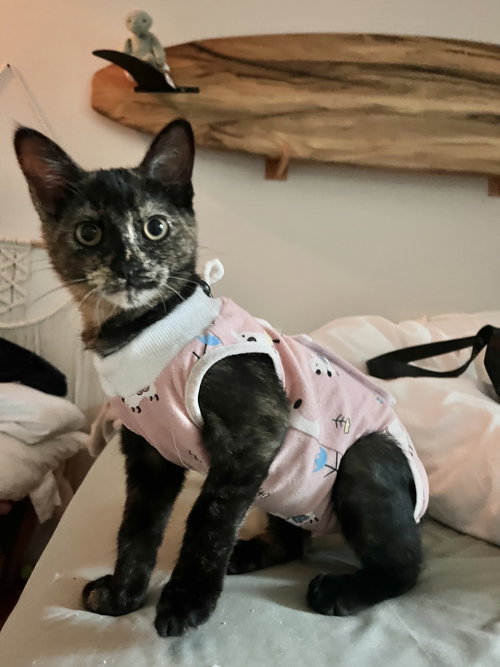 Katina, a cat for adoption from Ditto's Rescue, Every Animal Matters