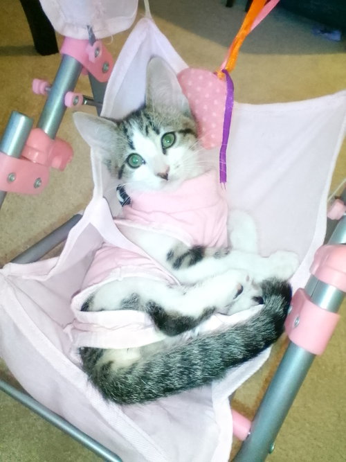Melanie May, Baby Tabby / Domestic Short Hair / Mixed (short coat), cat for adoption in Carlsbad, California