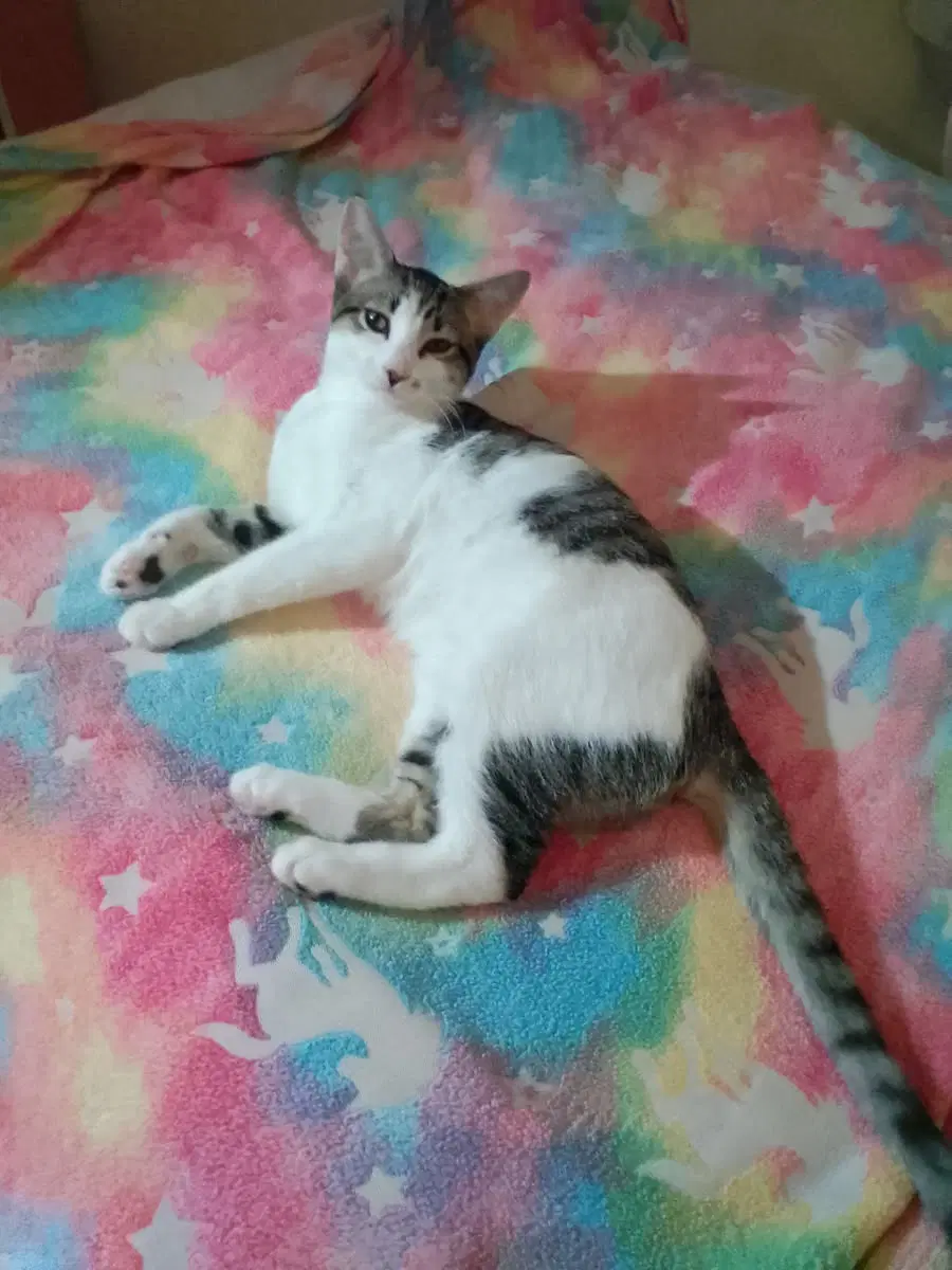 Melanie May - Tabby