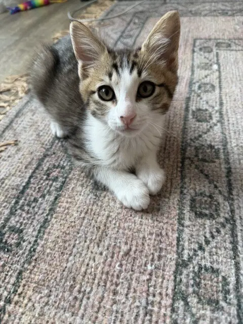 Disco-Ch Kitten - Tabby