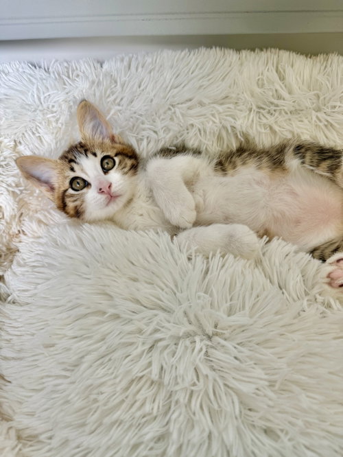 Disco-Ch Kitten photo 2