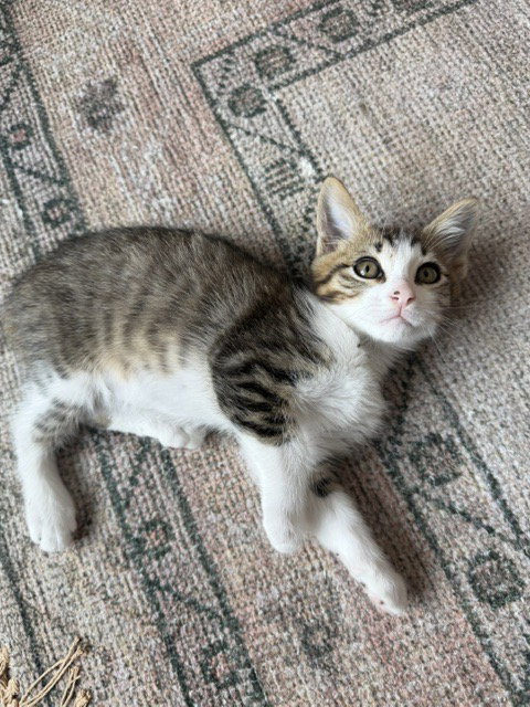 Disco-Ch Kitten photo 3
