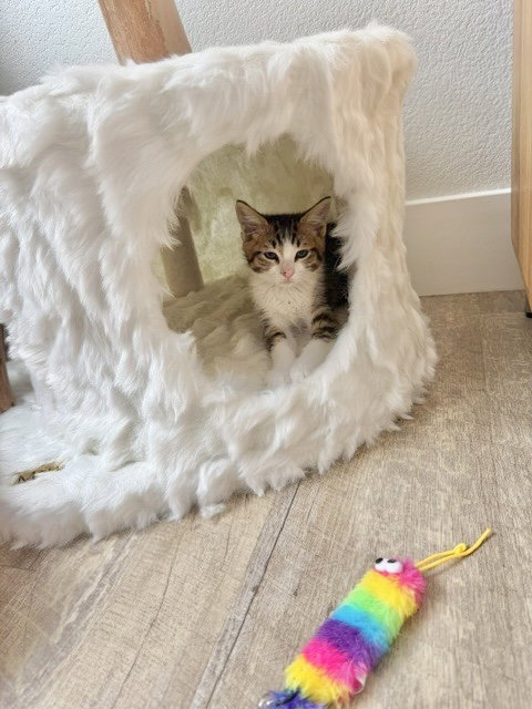 Disco-Ch Kitten photo 4