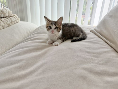 Disco-Ch Kitten photo 5