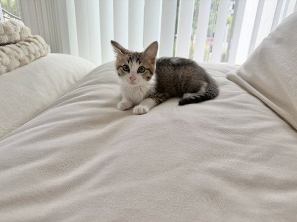 Disco-CH kitten