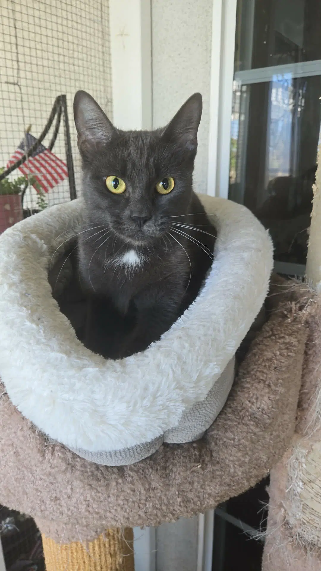 Kiki - Russian Blue