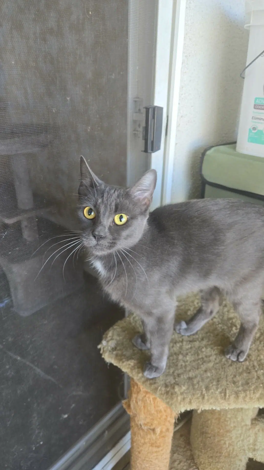 Kiki image 4