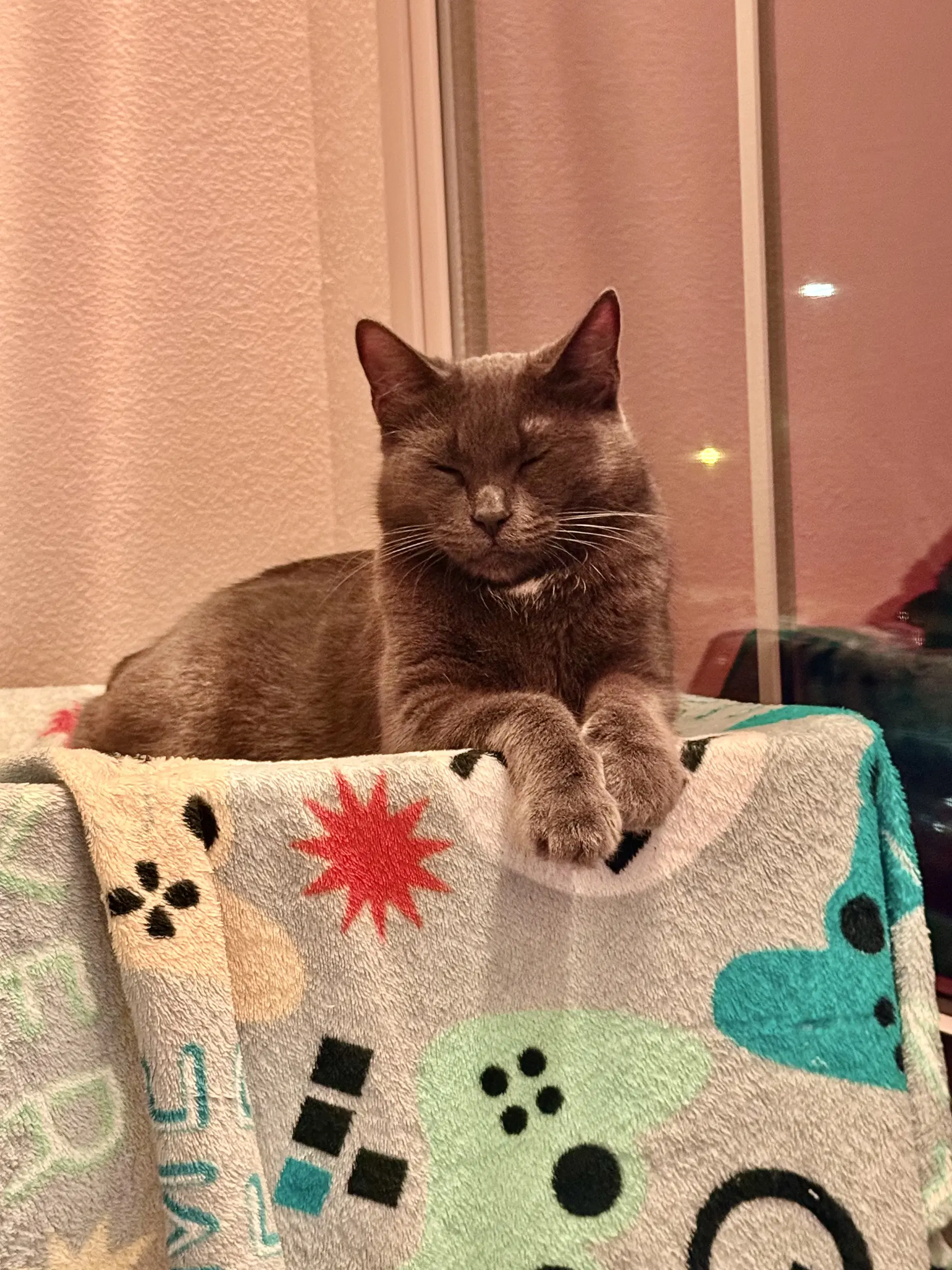 Kiki image 3