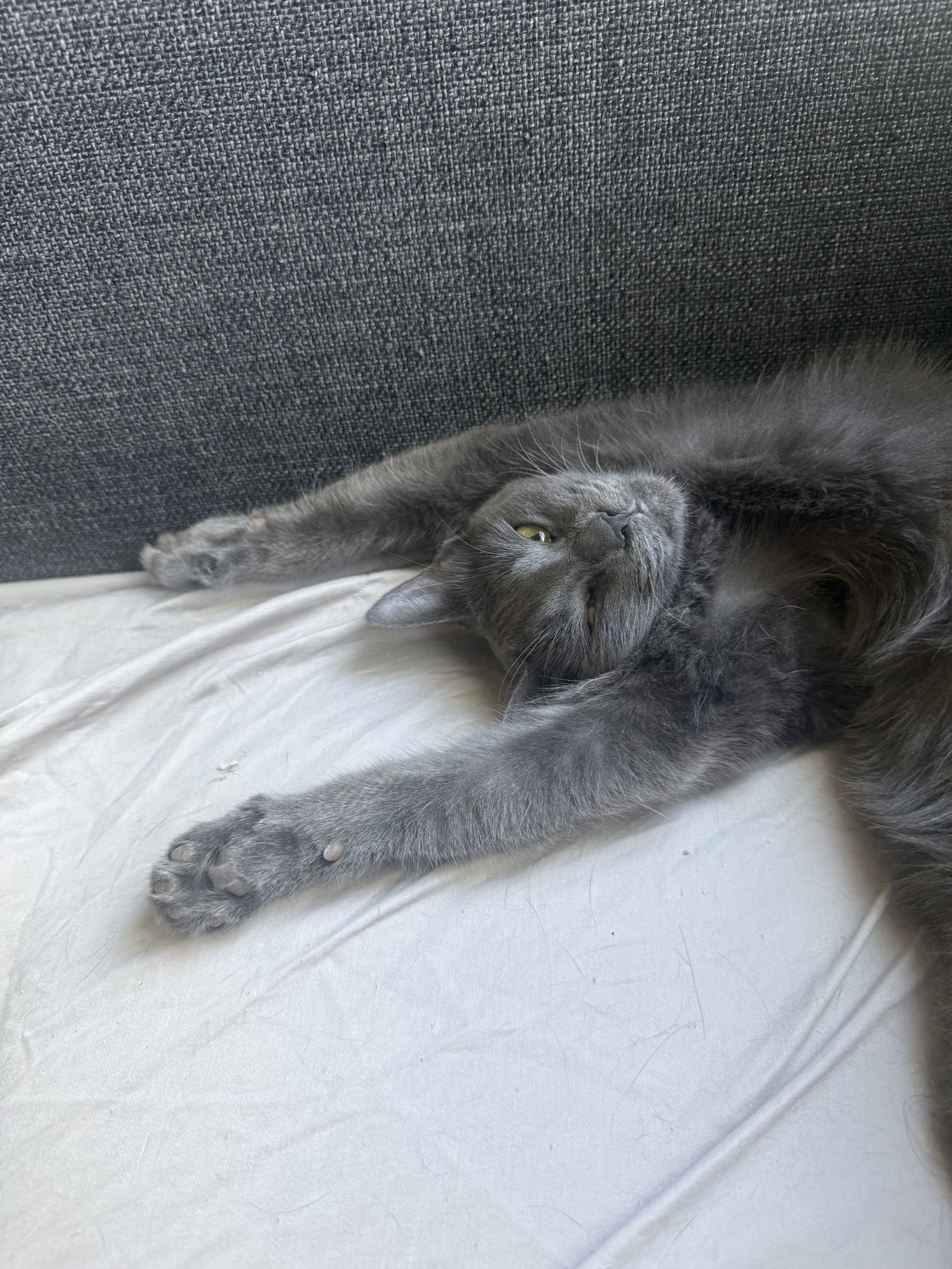 Kiki kitty, photo 4