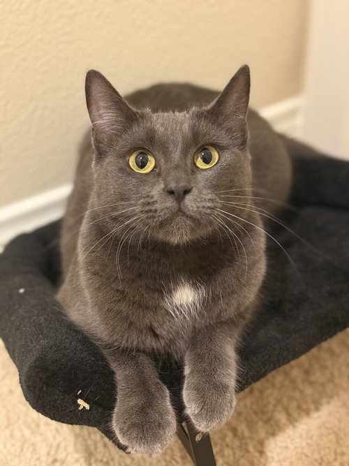 Kiki kitty, Russian Blue / Domestic Short Hair / Mixed (short coat)
