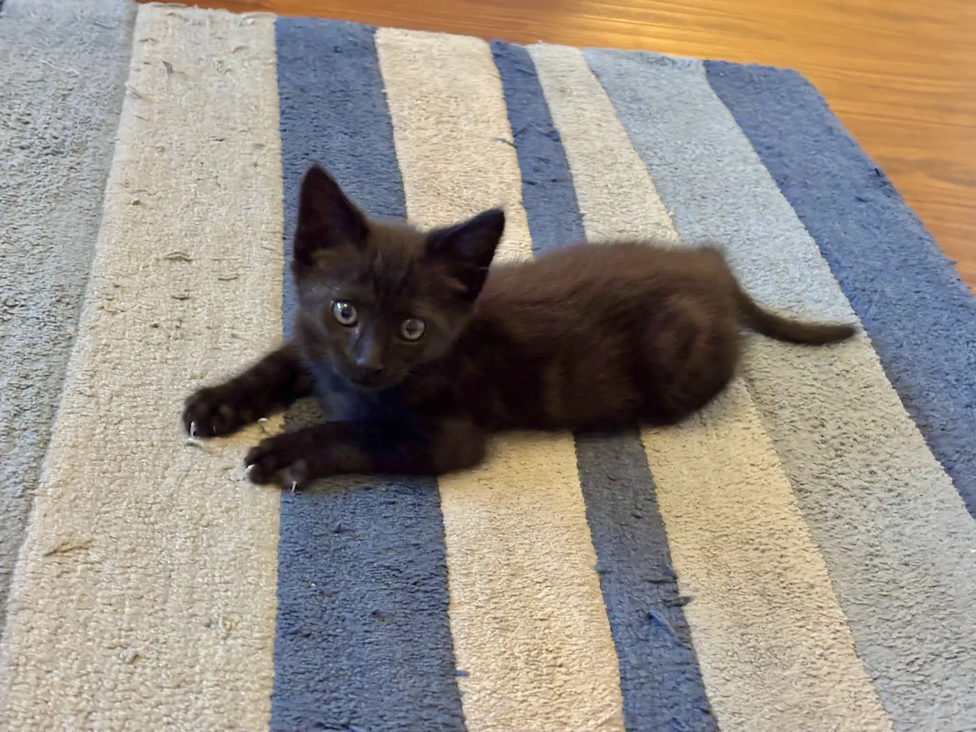 Moire - Tabby