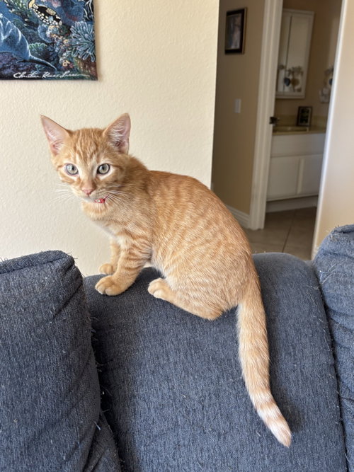 Santiago, a cat for adoption from Ditto's Rescue, Every Animal Matters