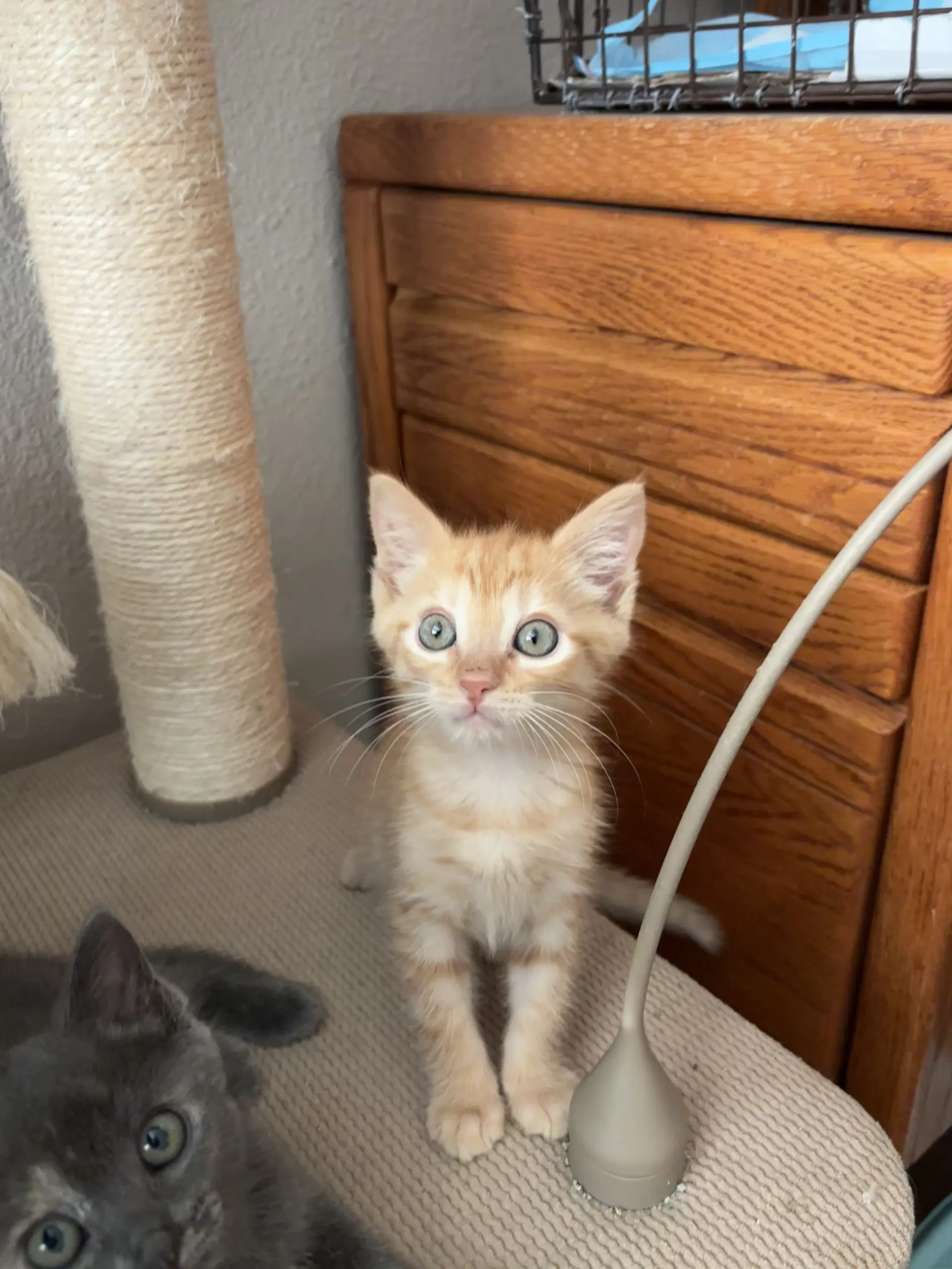 Trabuco - Tabby