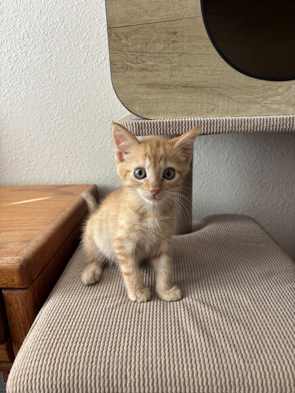 Trabuco
