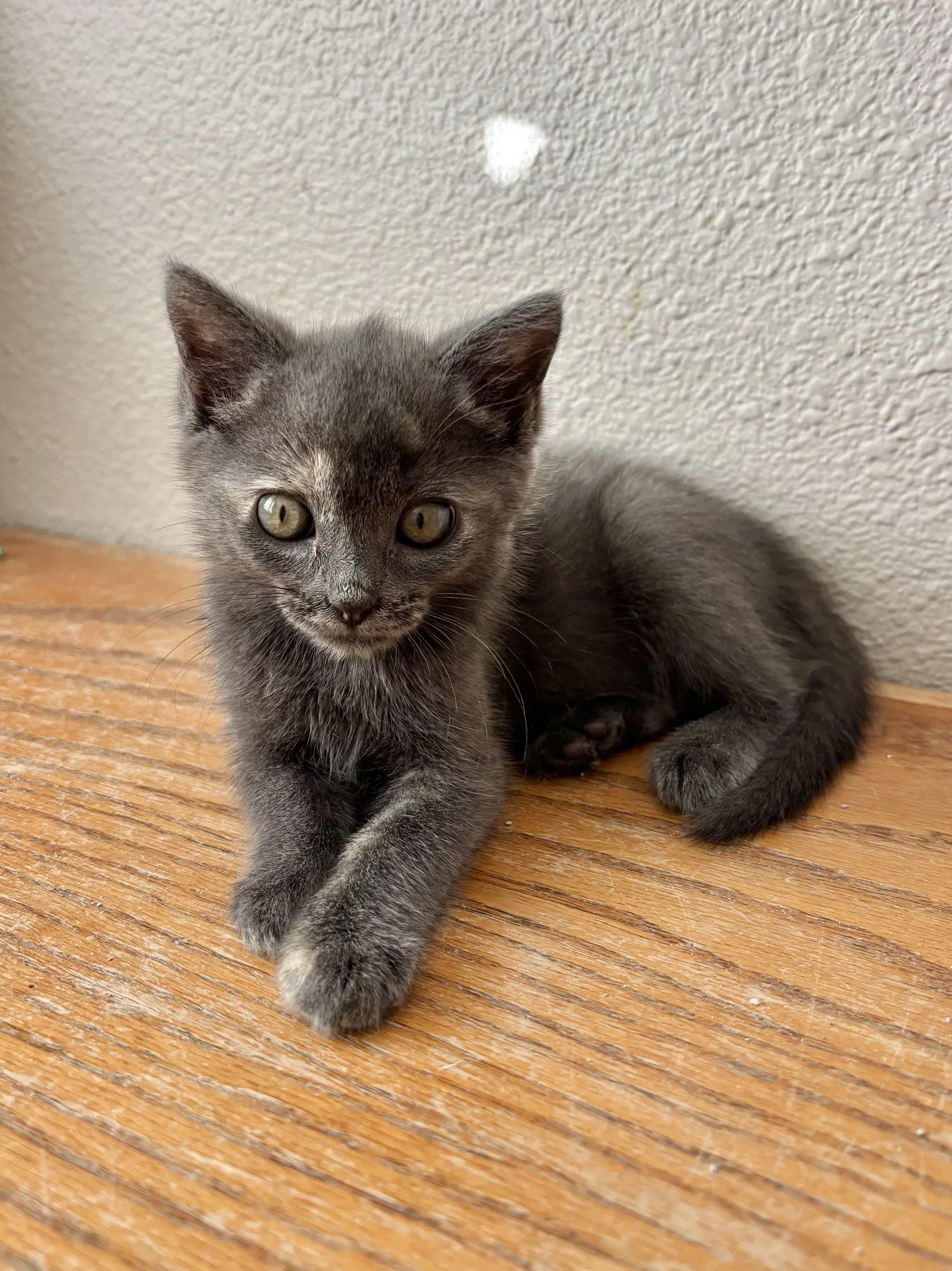 Modjeska - Dilute Tortoiseshell