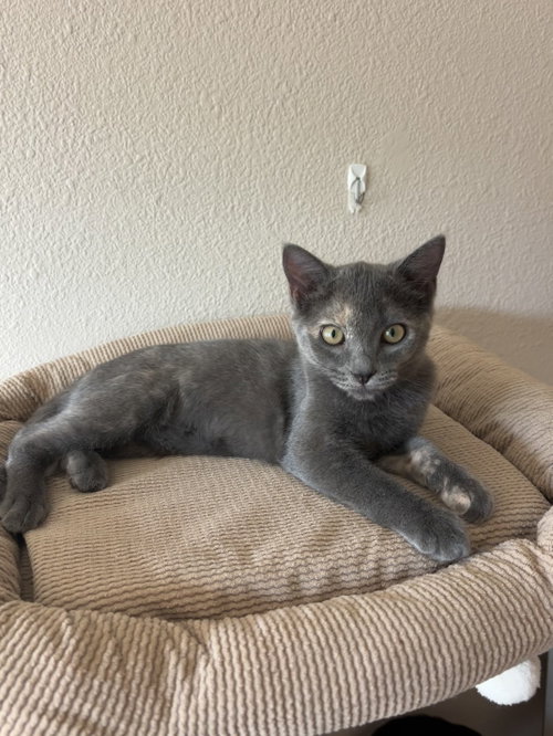 Modjeska, a cat for adoption from Ditto's Rescue, Every Animal Matters