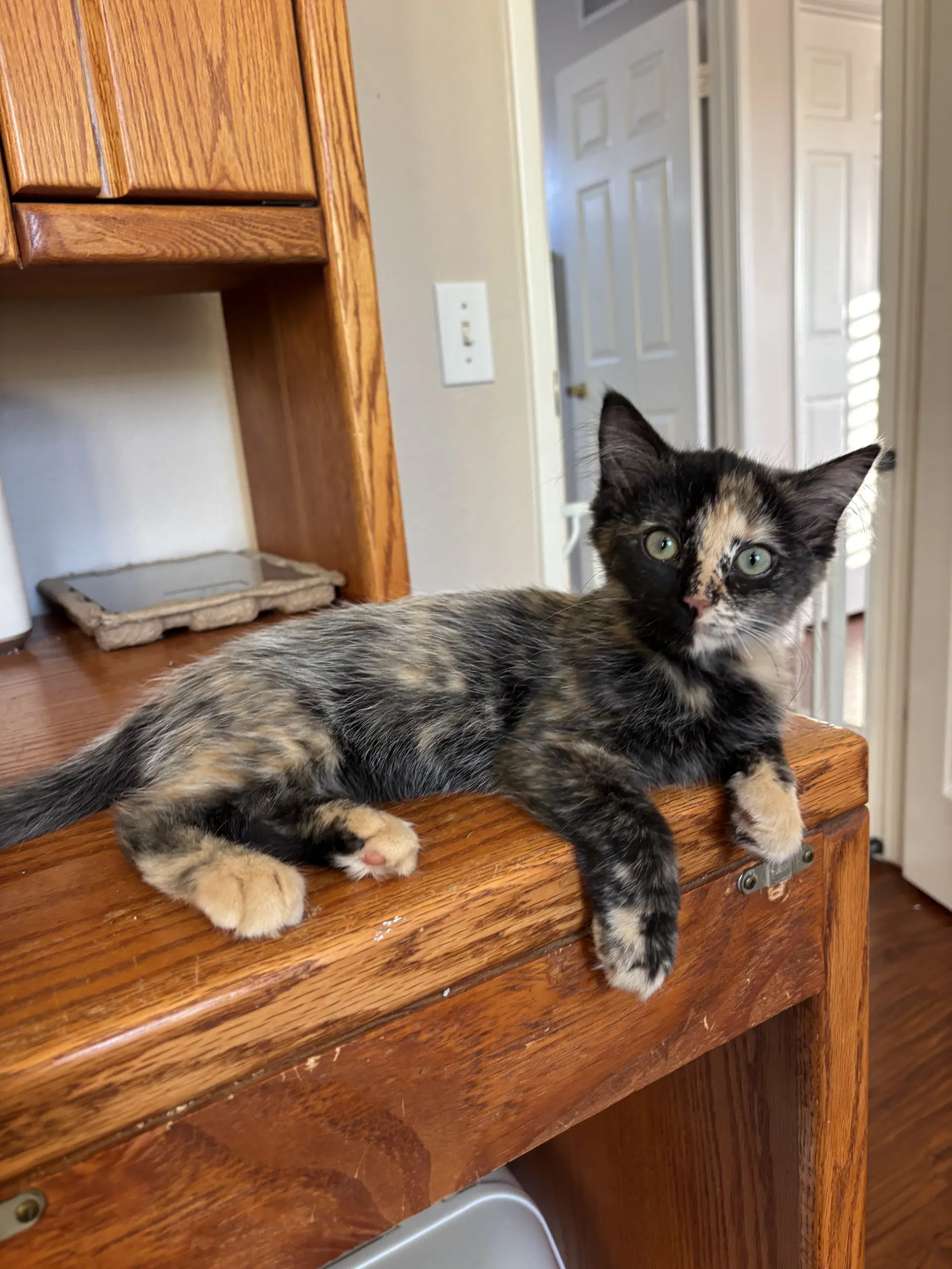 Black Star - Tortoiseshell