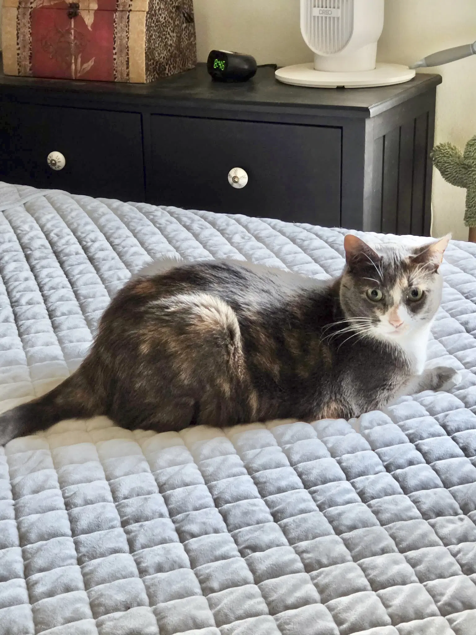 Ladybug Jane - Dilute Calico
