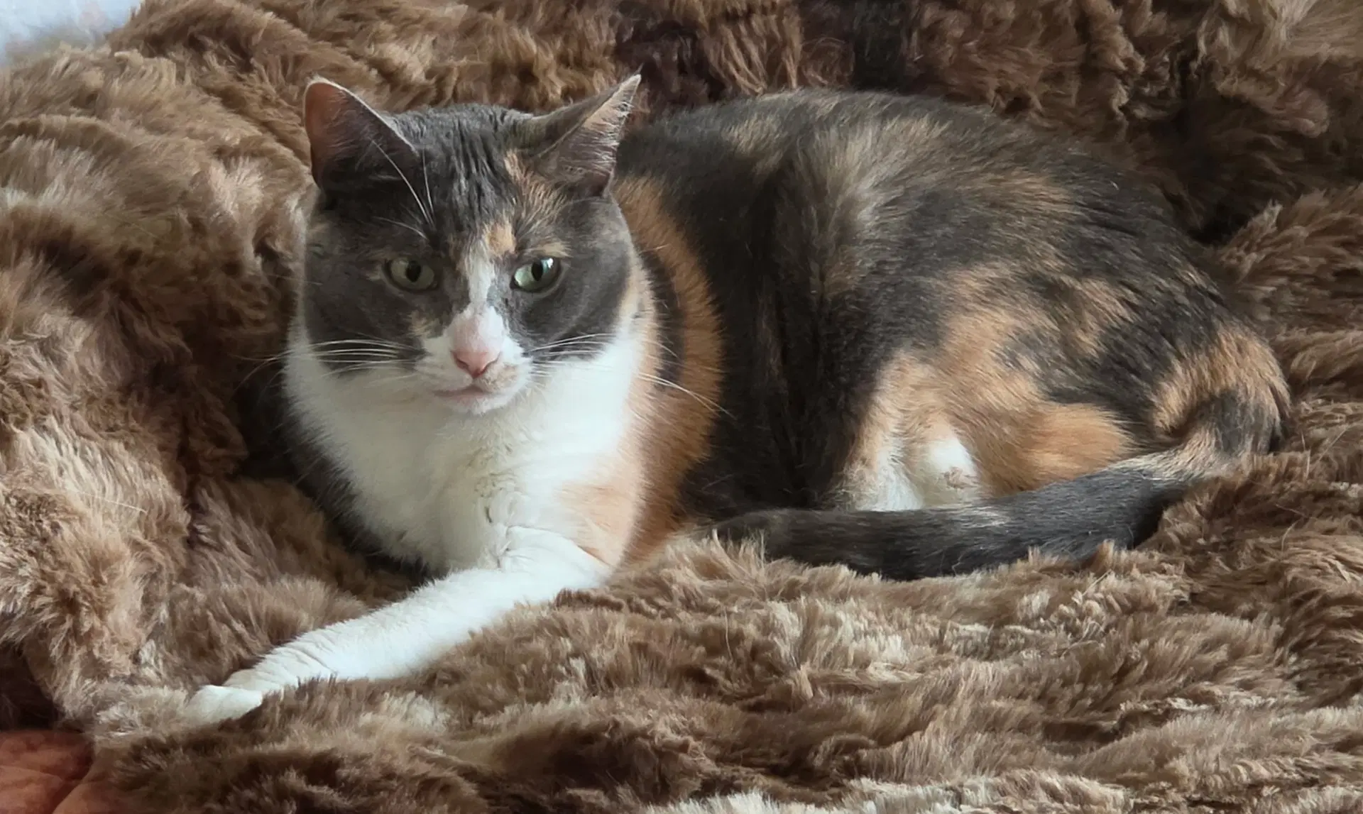 Ladybug Jane - Dilute Calico