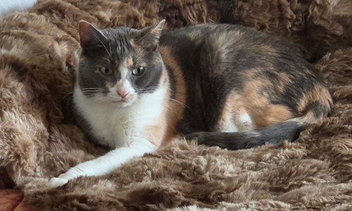 Ladybug Jane, a cat for adoption from Ditto's Rescue, Every Animal Matters