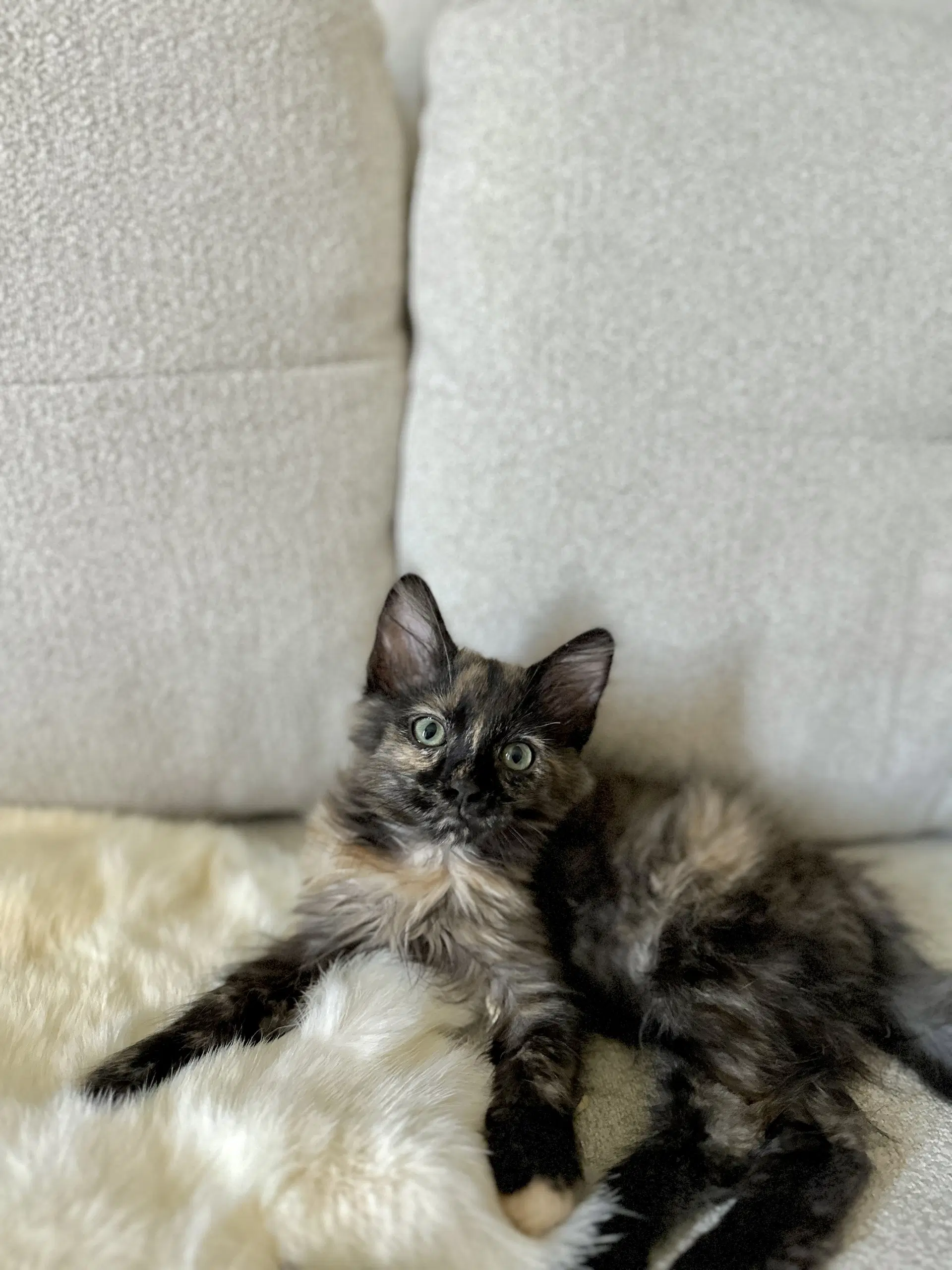 Porcupie - Tortoiseshell