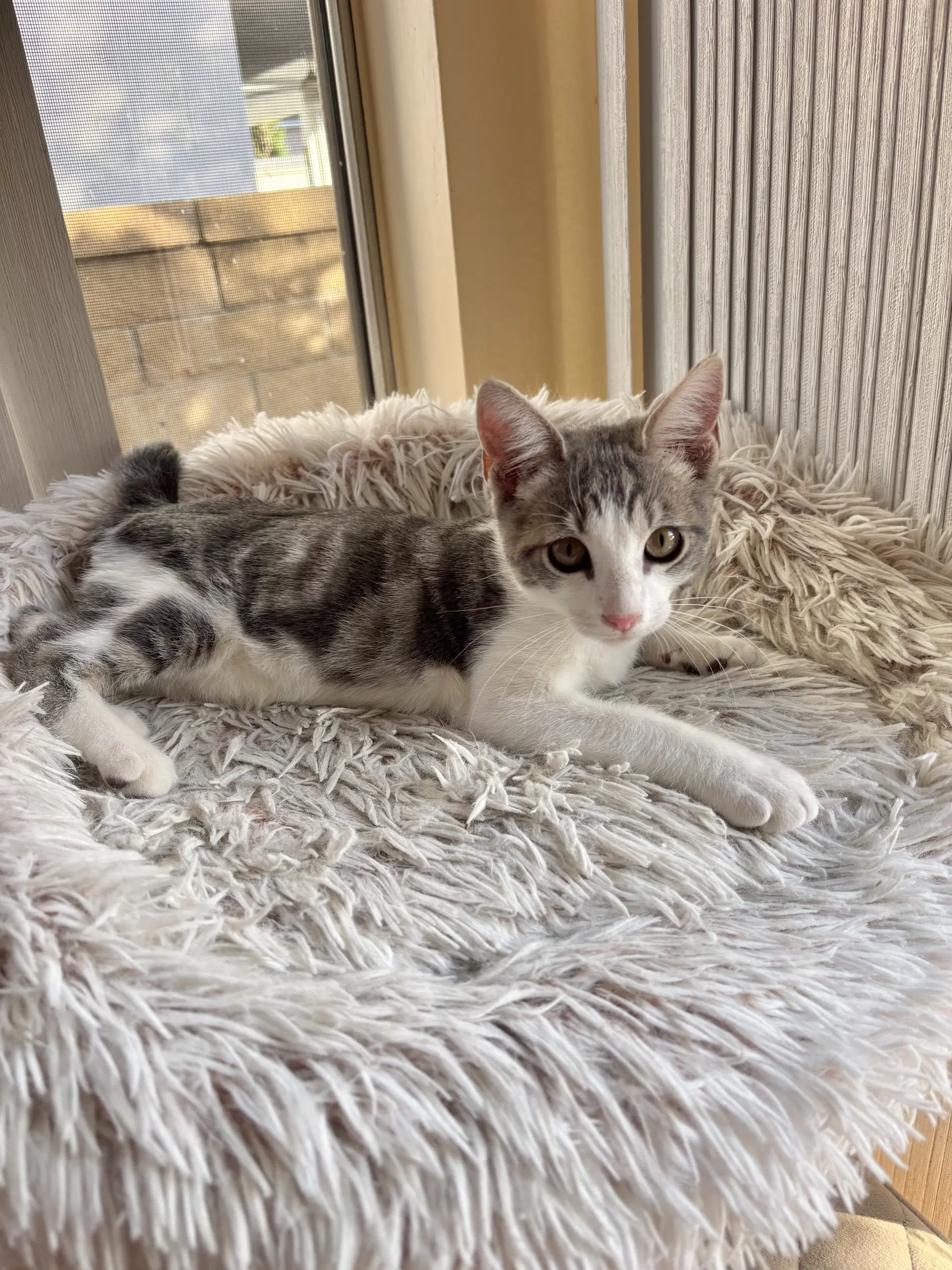 Zeke - Tabby