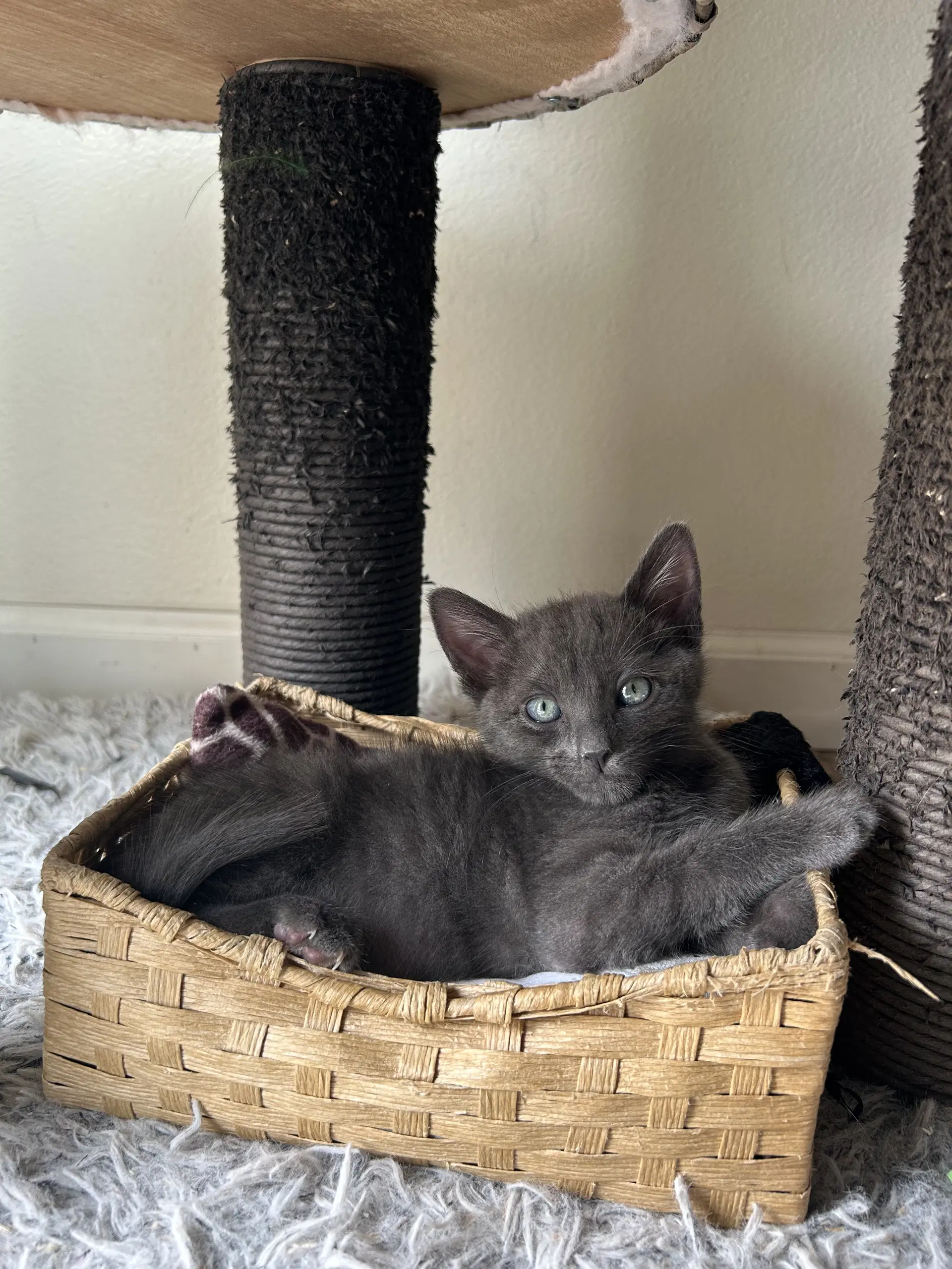 Rocky E - Russian Blue