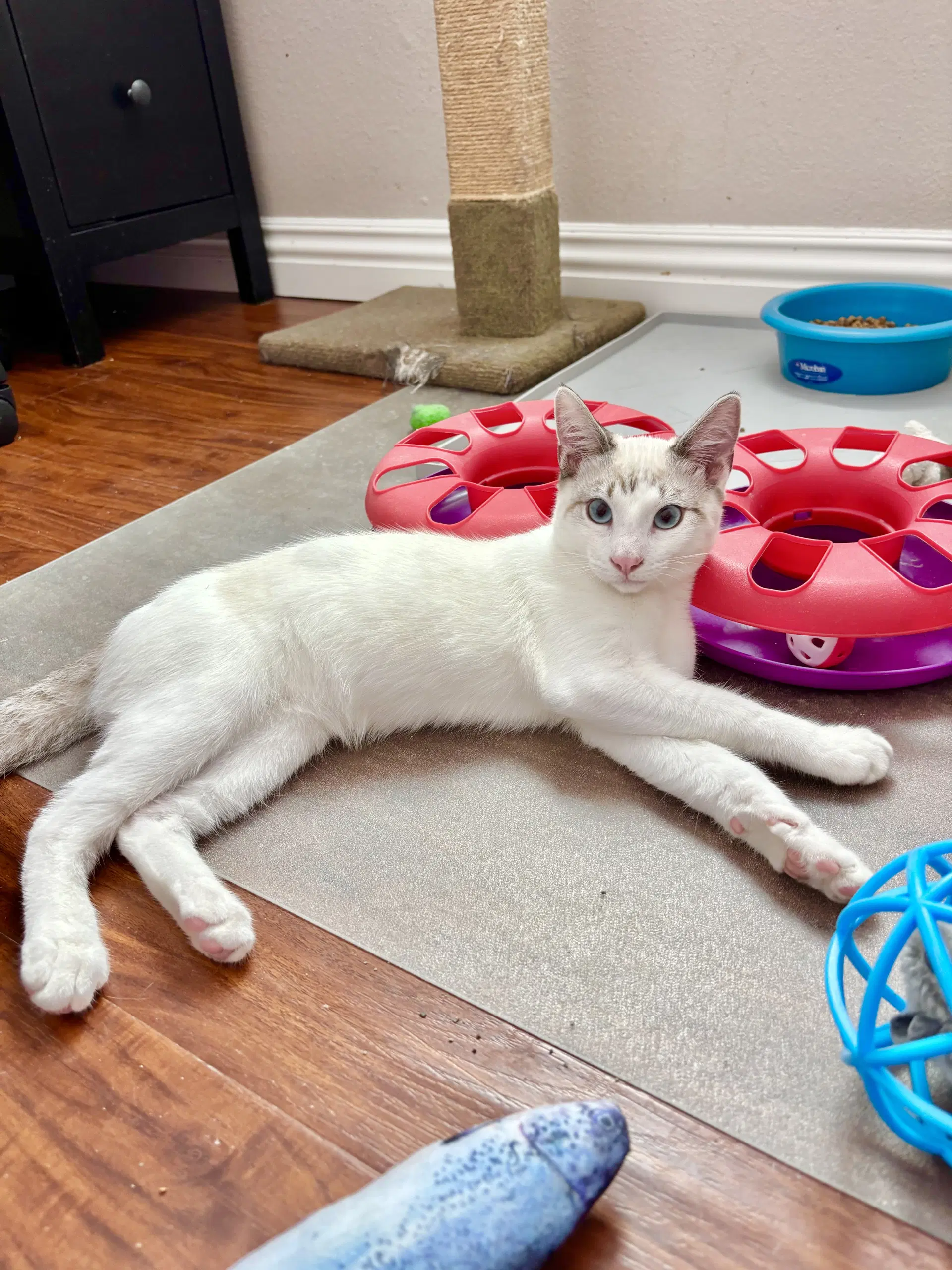 Flurry - Siamese