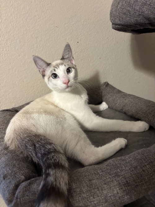 Photo 4 of Flurry