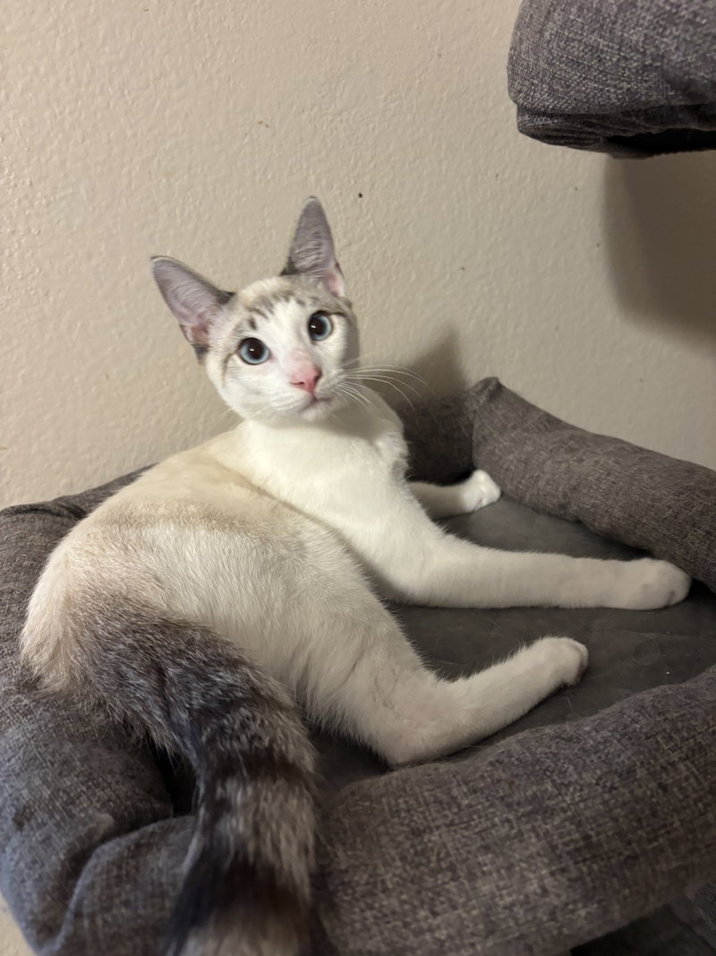 Flurry, photo 4