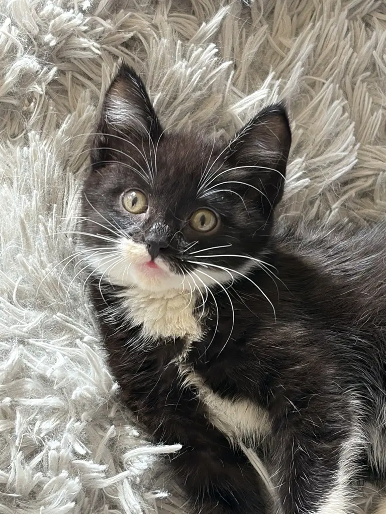 Bowtie - Tuxedo