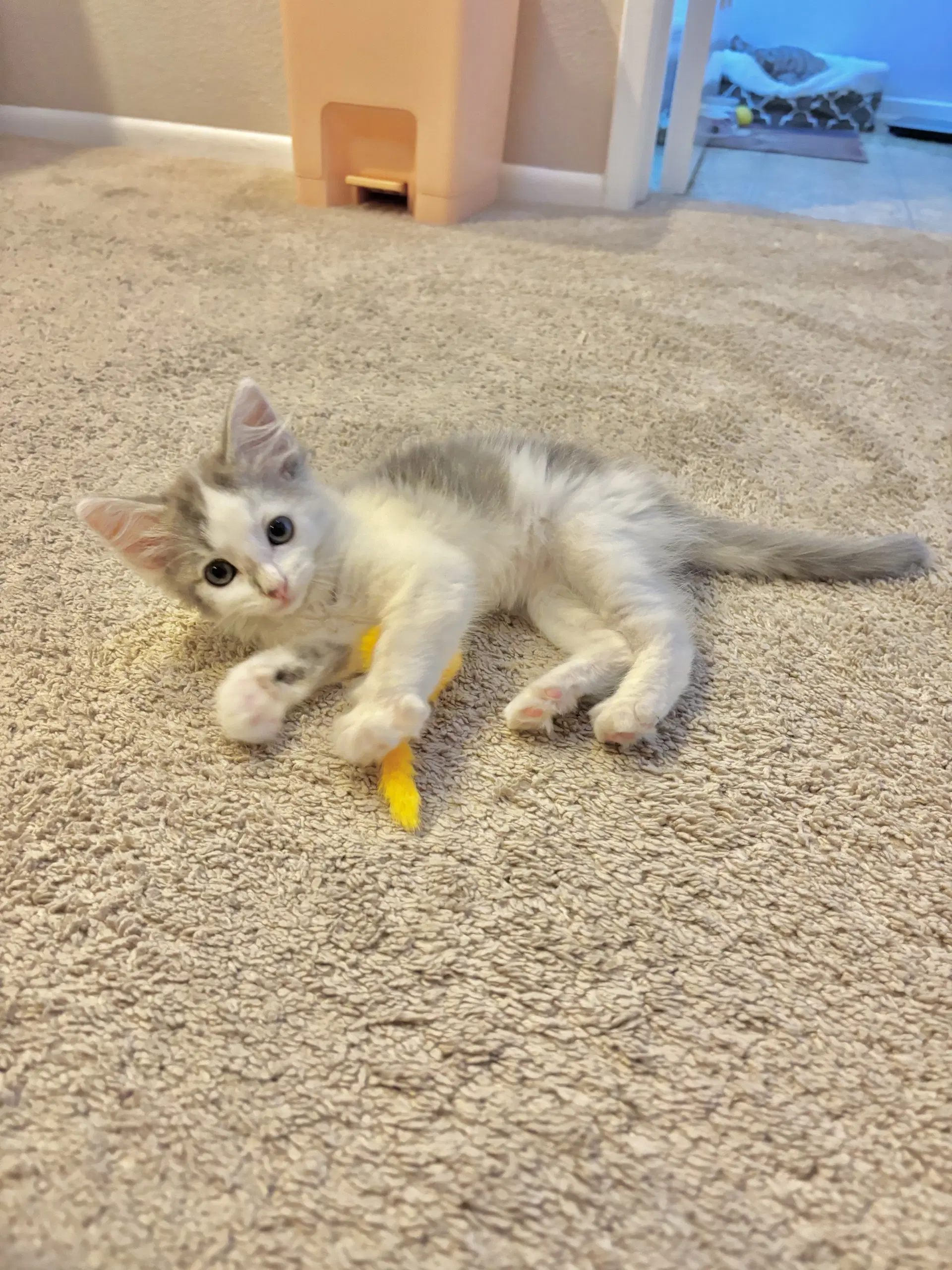 Opaline - Tabby