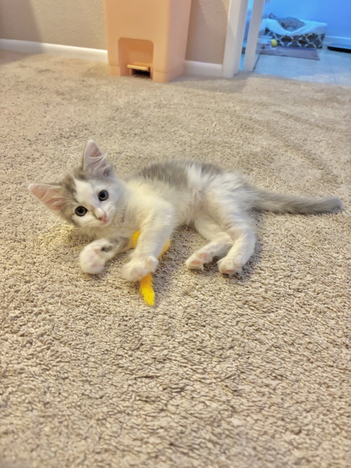 Opaline, a cat for adoption from Ditto's Rescue, Every Animal Matters
