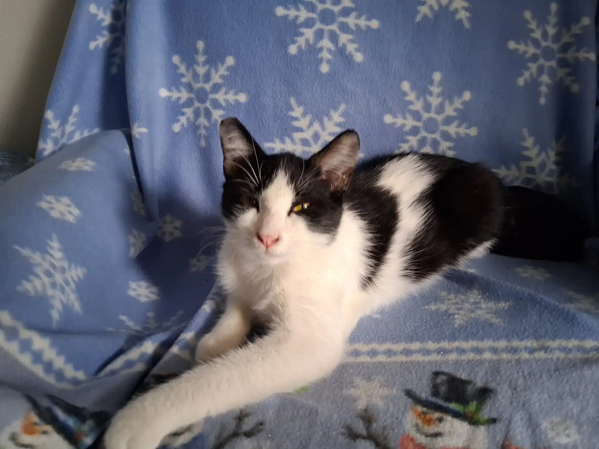 Mocha Courtesy Post - Domestic Short Hair
